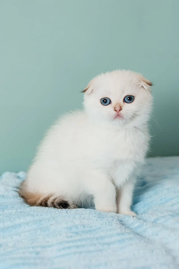 Perla | scottish fold kitten