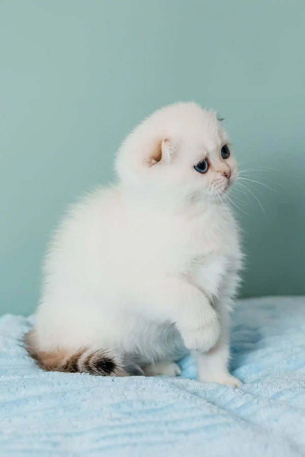 Perla | scottish fold kitten