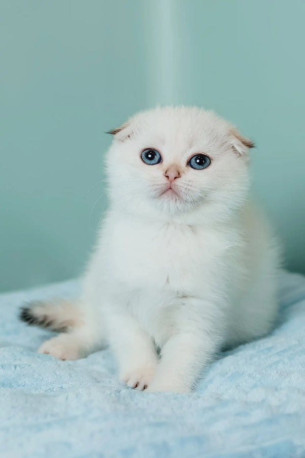 Perla | scottish fold kitten