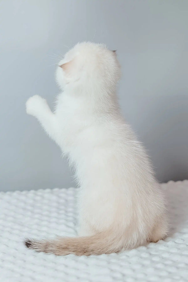Perla | scottish fold kitten