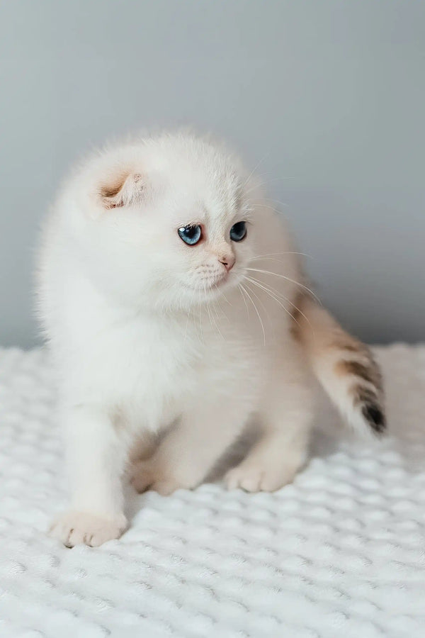Perla | scottish fold kitten