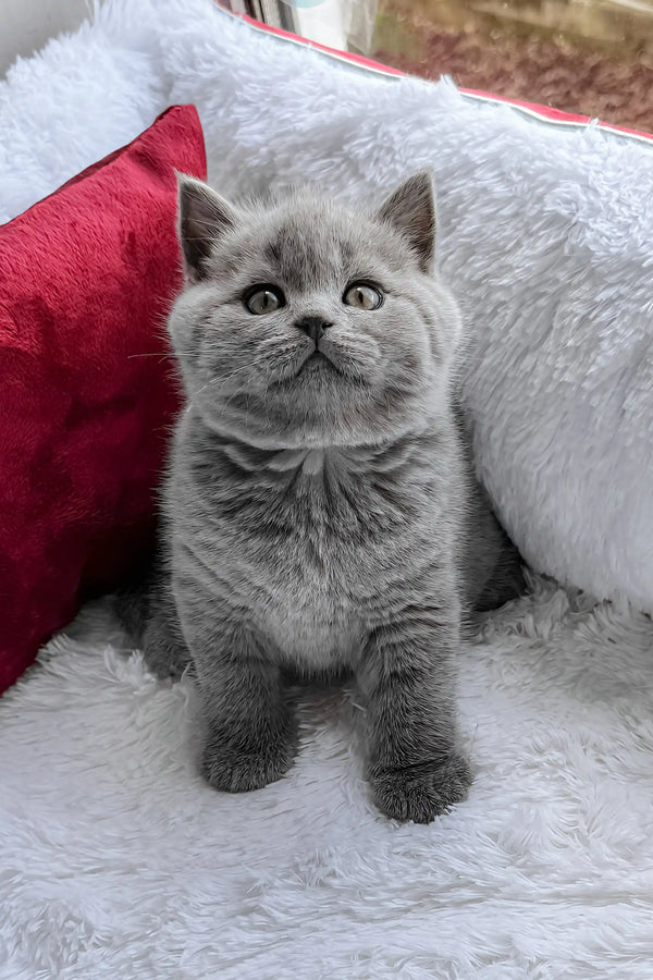 Persey | british shorthair kitten