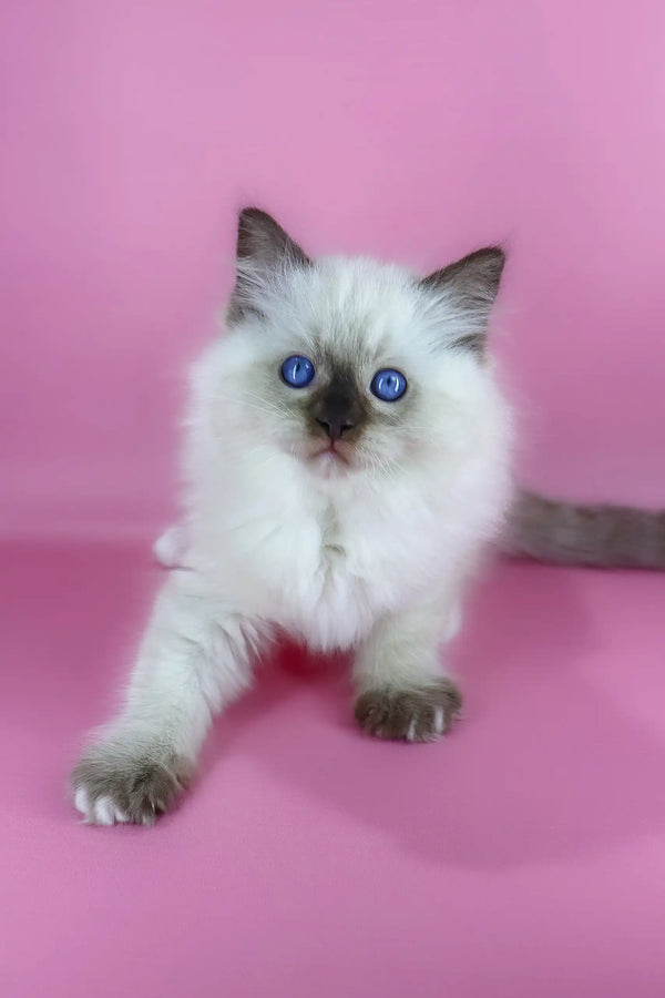 Philip | ragdoll kitten