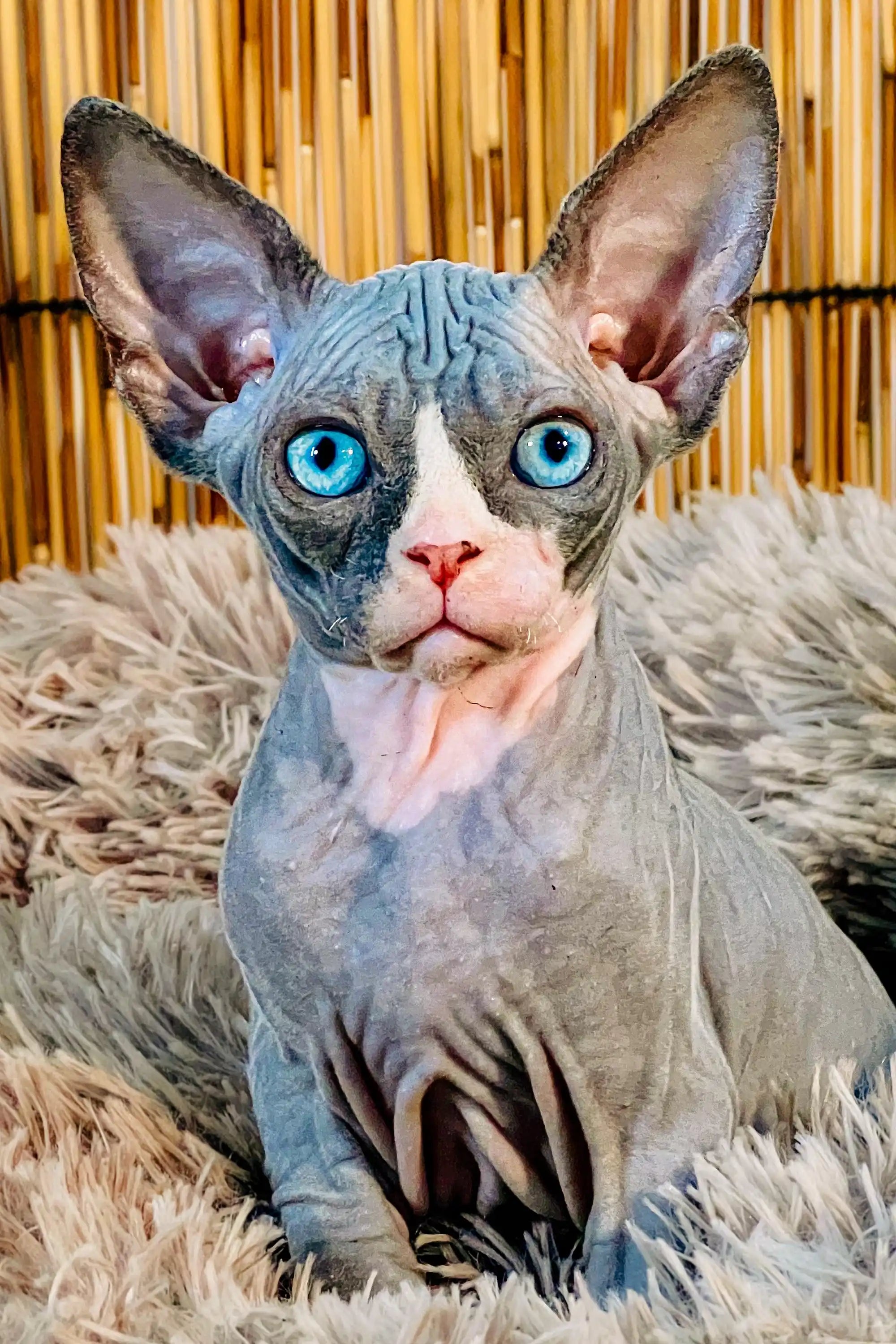 Hairless Cat Blue Blue Canadian Sphynx The Canadian Hairless Cat