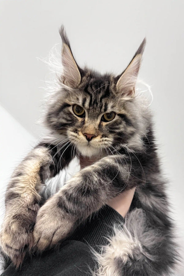 Phoenix | maine coon kitten