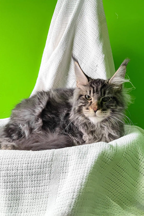 Phoenix | maine coon kitten