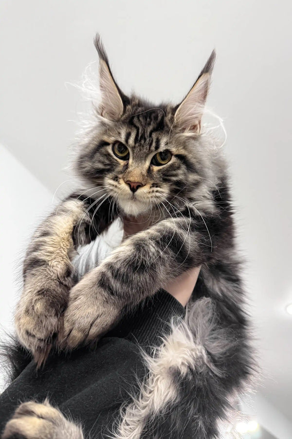 Phoenix | maine coon kitten