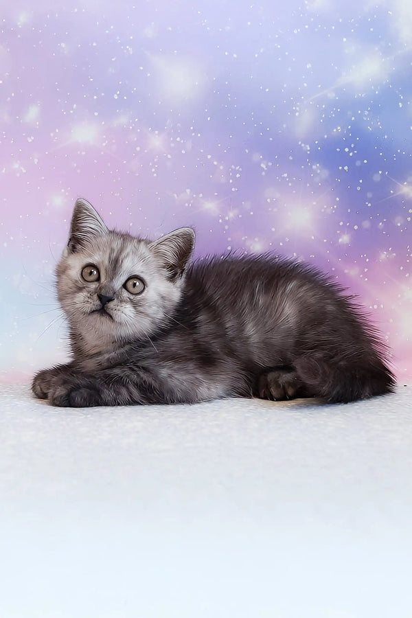 Pierre | scottish straight kitten