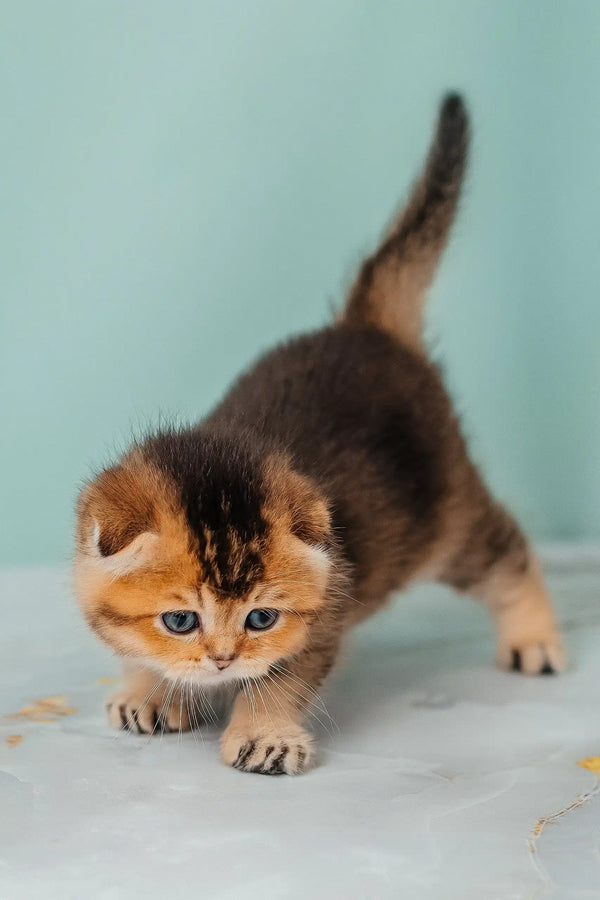 Pio | scottish fold kitten