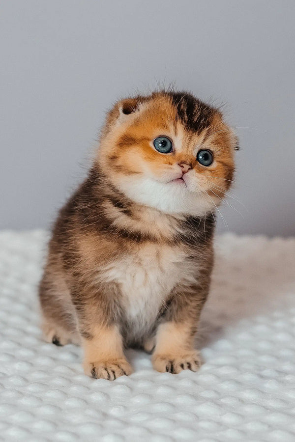 Pio | scottish fold kitten