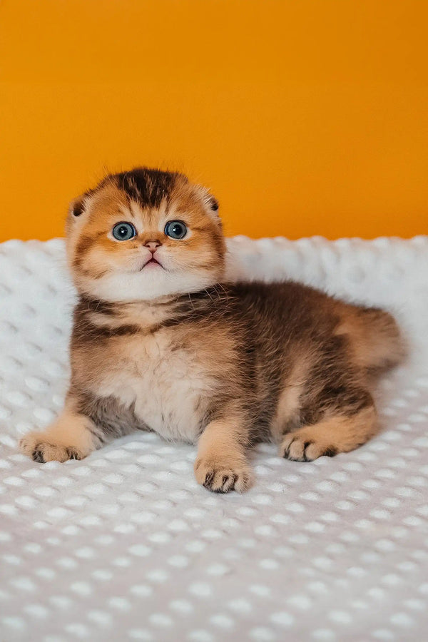 Pio | scottish fold kitten