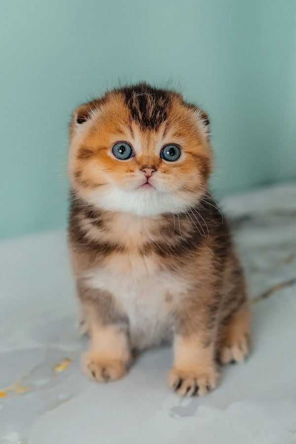 Pio | scottish fold kitten