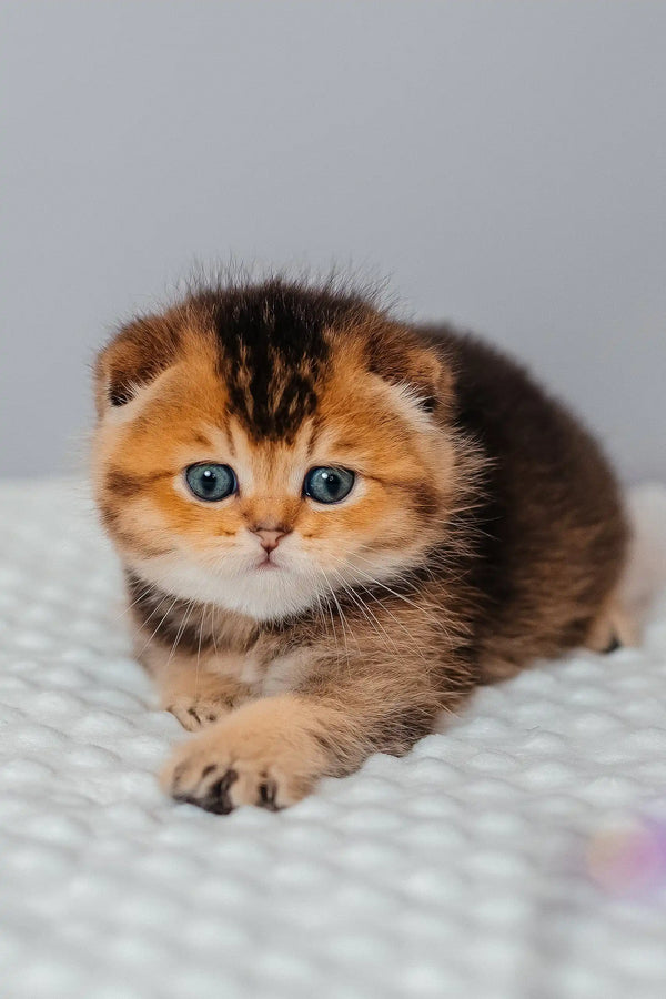 Pio | scottish fold kitten