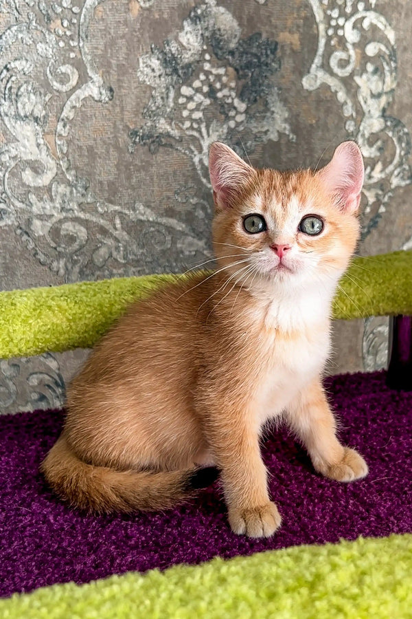 Adorable Scottish Straight Kitten with bright eyes sitting on a colorful rug