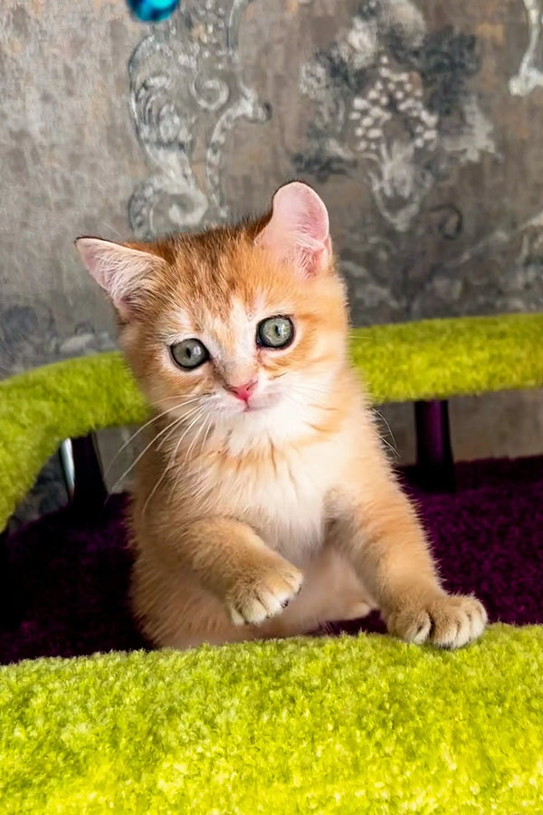 Adorable Scottish Straight Kitten relaxing on a vibrant green surface