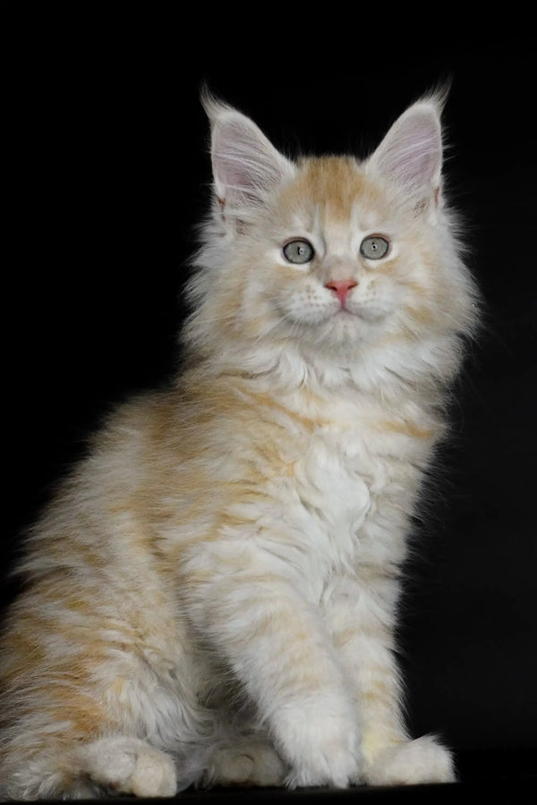 Fluffy cream-colored Maine Coon kitten with large ears and bright eyes, named Piru