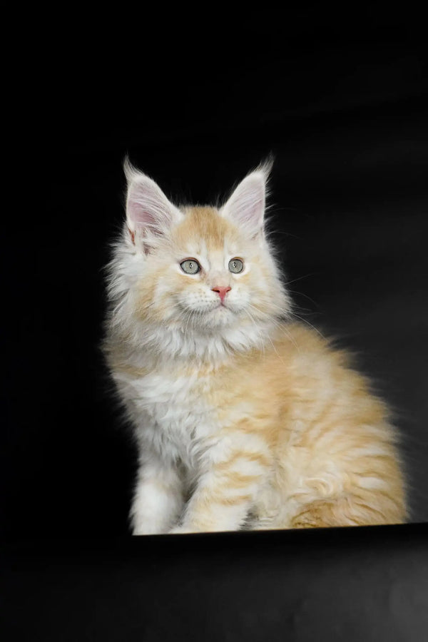 Fluffy Maine Coon kitten Piru with alert ears and bright eyes ready to play