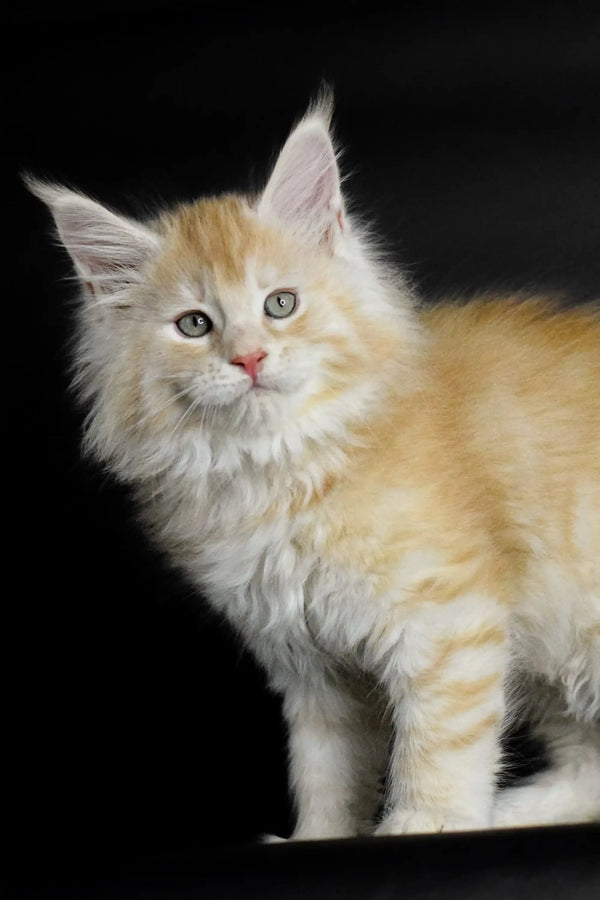 Fluffy cream-colored Maine Coon kitten with long fur and alert eyes, Piru