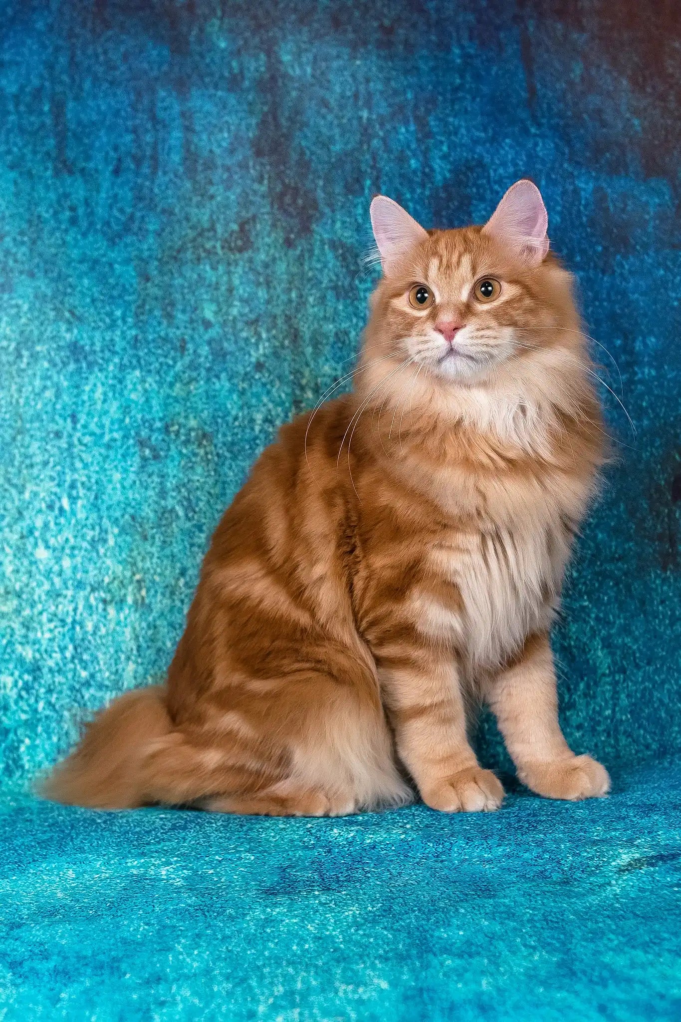 Long Hair Orange Tabby Cat Behavior Orange Tabby Kitten Long