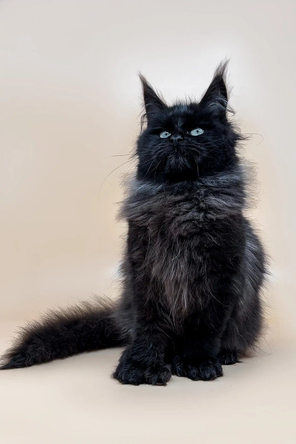Black Maine Coon kitten with fluffy coat and blue eyes, perfect for polydactyl Maine lovers
