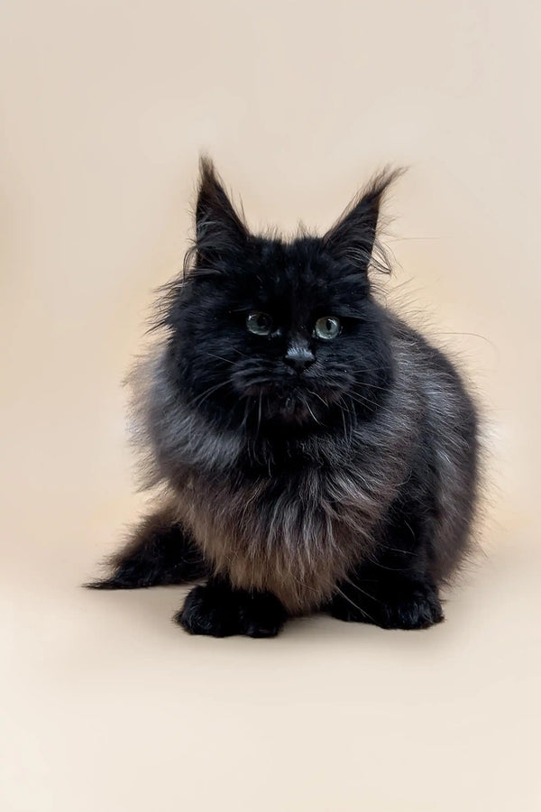 Fluffy black Polydactyl Maine Coon kitten with ear tufts and bright eyes