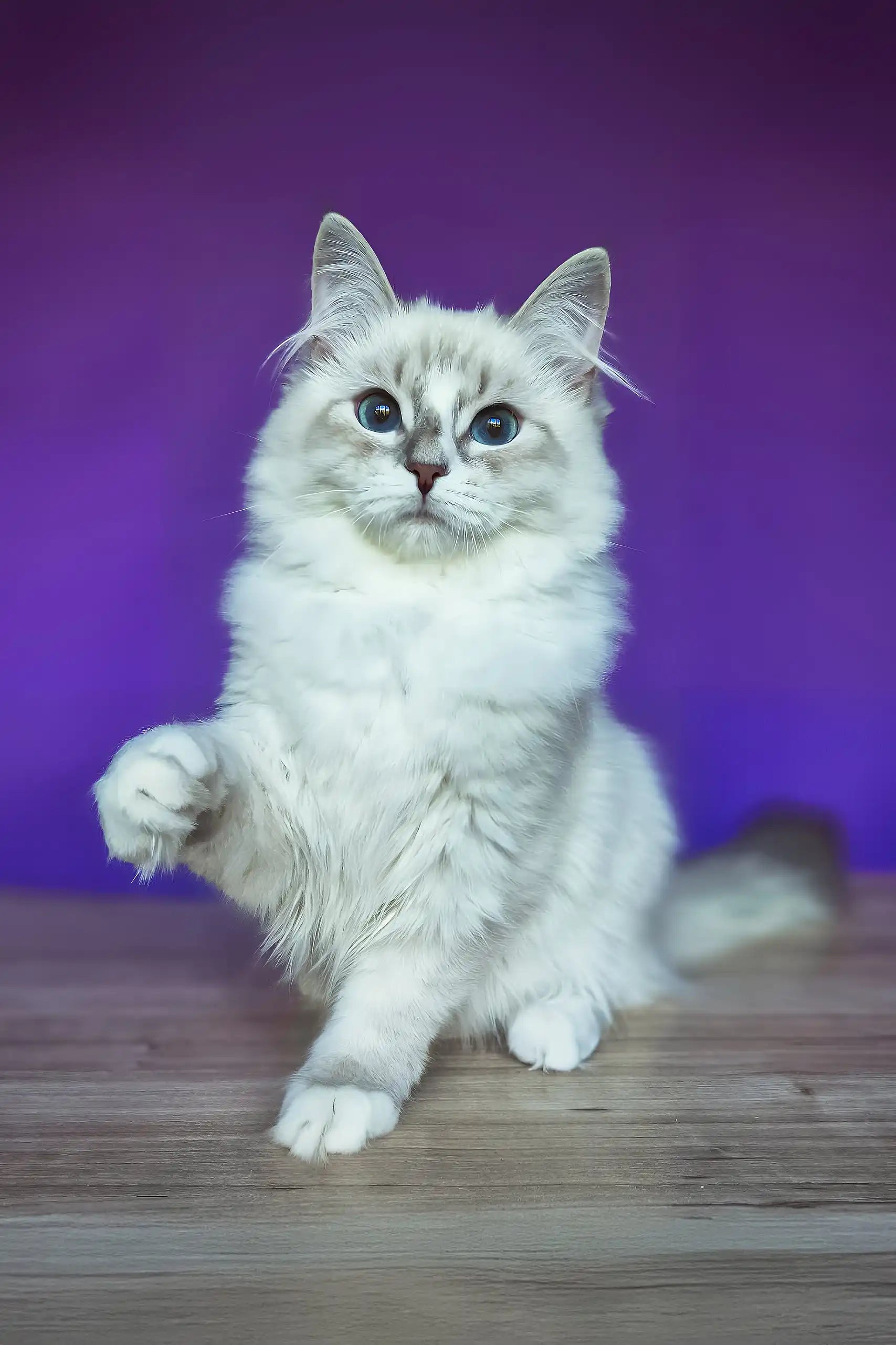 Siberian Cat Blue Silver Tabby Point Polina Blue-Eyed Fluffy