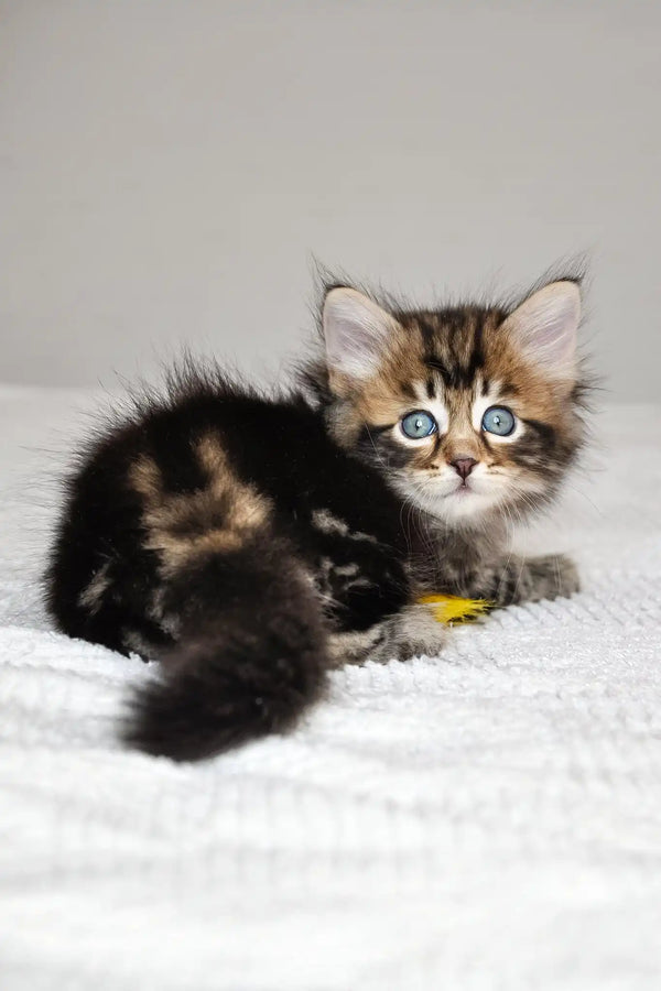 Polli | siberian kitten