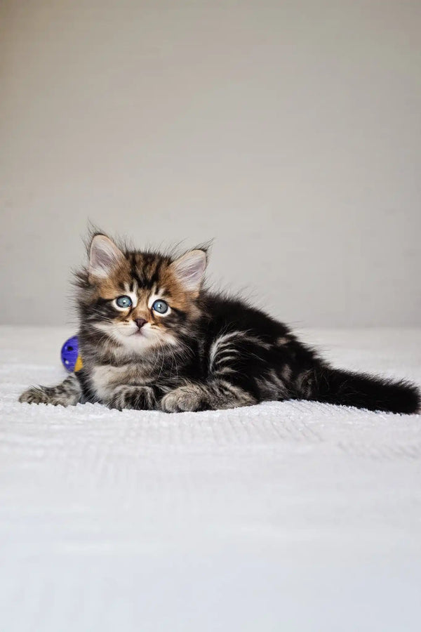 Polli | siberian kitten