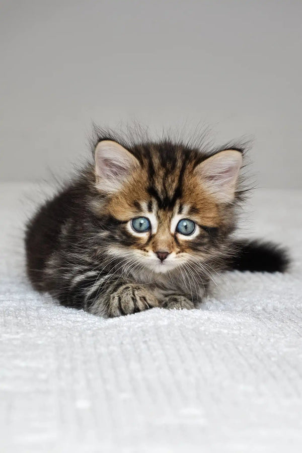 Polli | siberian kitten