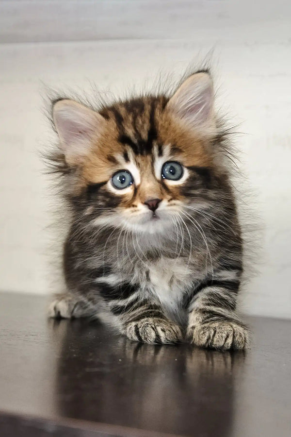 Polli | siberian kitten