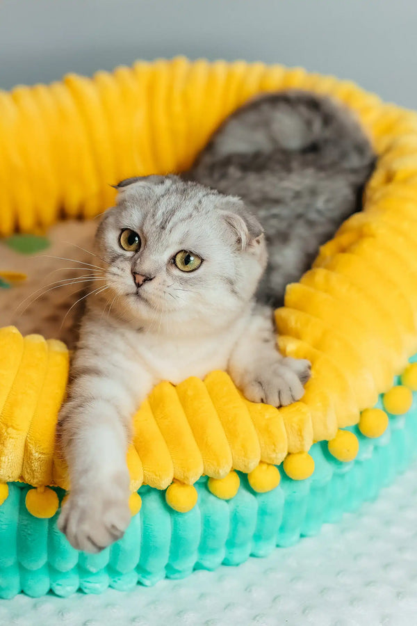 Porsche | scottish fold kitten
