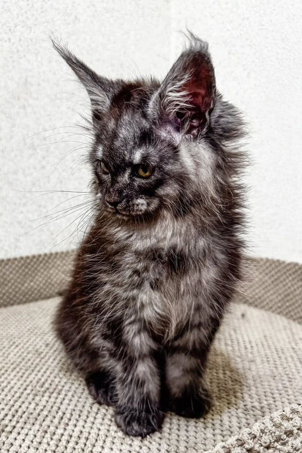 Fluffy dark grey Maine Coon kitten named Porshe with alert ears and piercing eyes