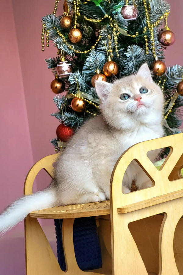 White British Shorthair kitten on a chair by a decorated Christmas tree