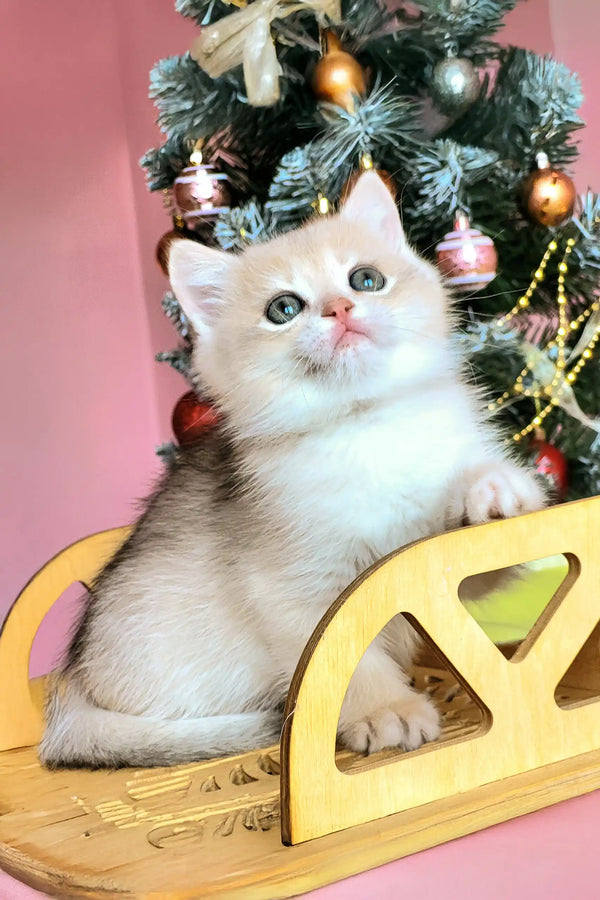 Adorable white and cream British Shorthair kitten Potap with bright blue eyes in holder