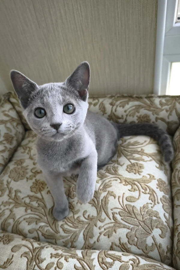 Pretty | russian blue kitten