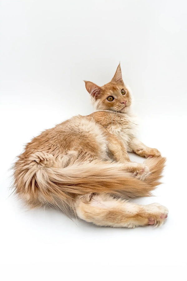 Fluffy orange Maine Coon kitten lounging with its tail curled around its body