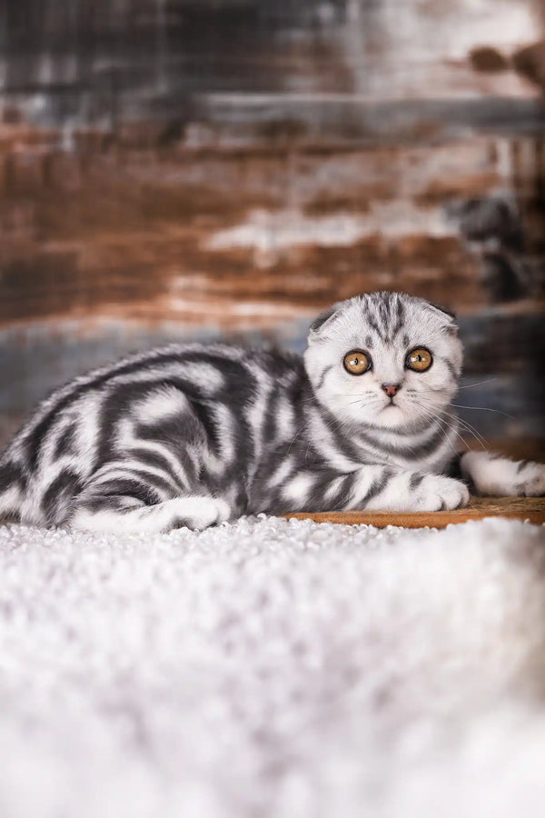 Princess | scottish fold kitten