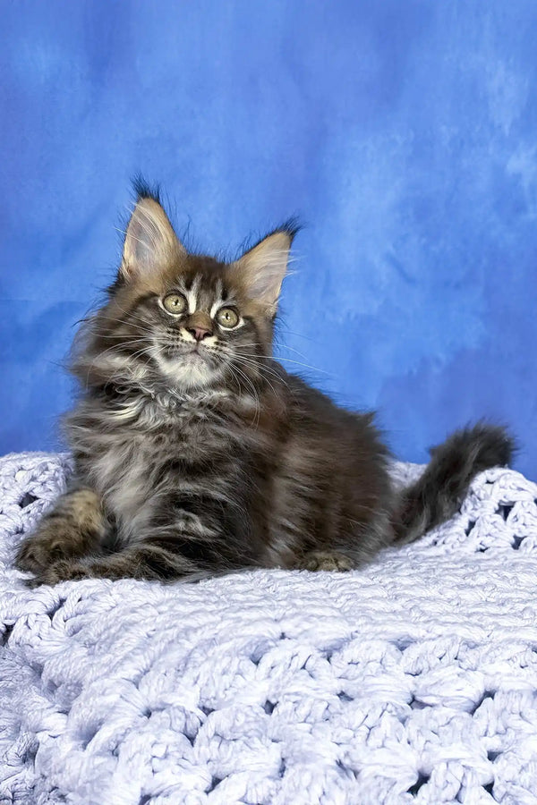 Puma | maine coon kitten