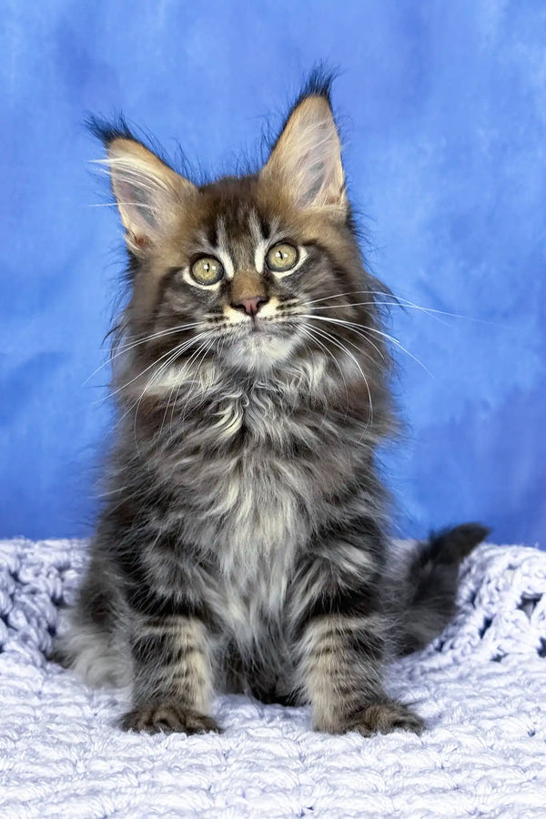 Puma | maine coon kitten