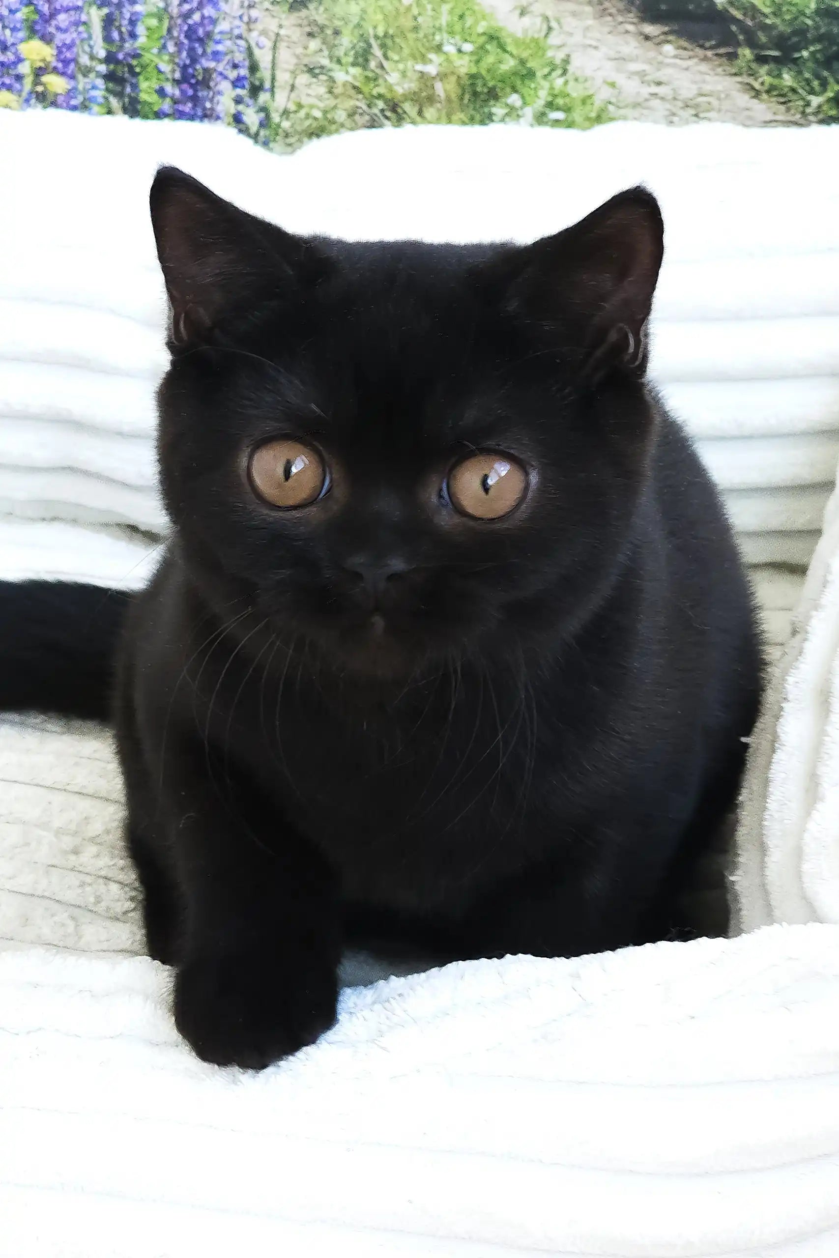 Adopt Pushkin British Shorthair Kitten with Copper Eyes