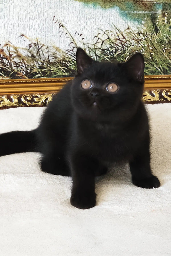 Pushkin | british shorthair kitten