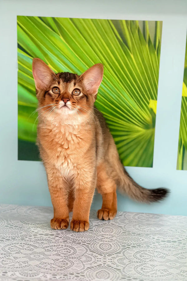 Somali cat with amber eyes in the Qana Somali Kitten product display