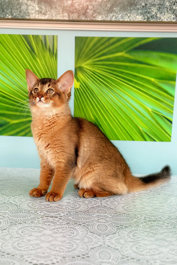 Somali kitten Qana with beautiful reddish-brown fur looking adorable
