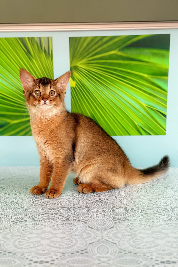Cute golden-brown Abyssinian cat from Qana Somali Kitten collection