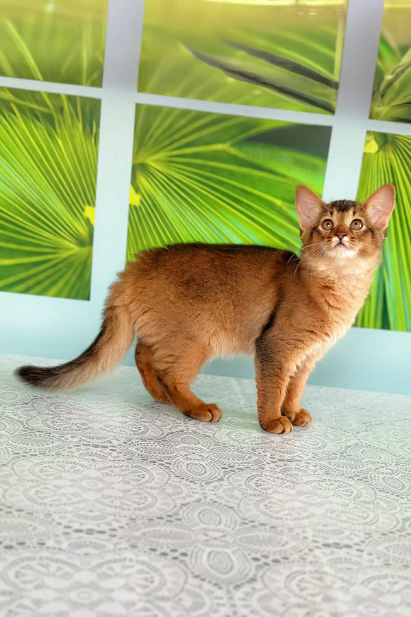 Ruddy Somali cat from Qana, showcasing its playful and cute features