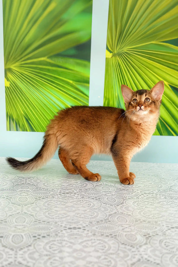 Ruddy Somali cat in the adorable Qana Somali Kitten product showcase