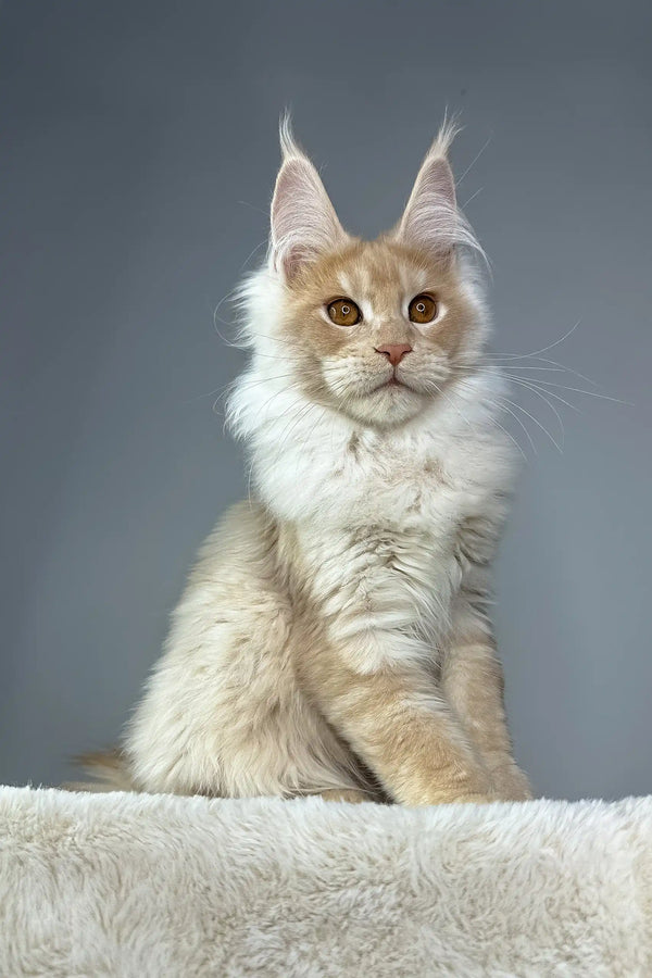 Cream-colored Maine Coon cat named Quade, a cute Maine Coon kitten
