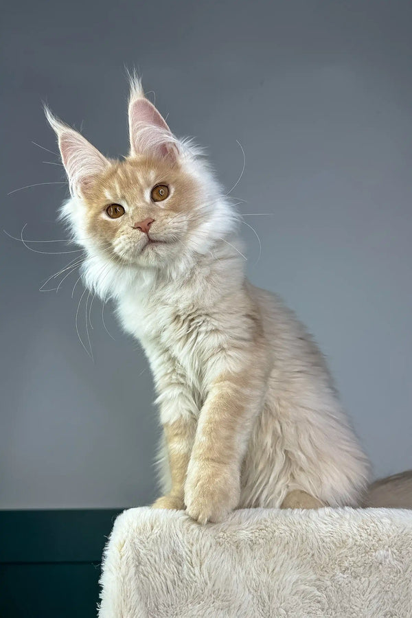 Cream-colored Maine Coon kitten named Quade, fluffy and adorable