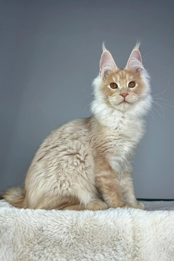Cream-colored Maine Coon kitten named Quade, super fluffy and adorable