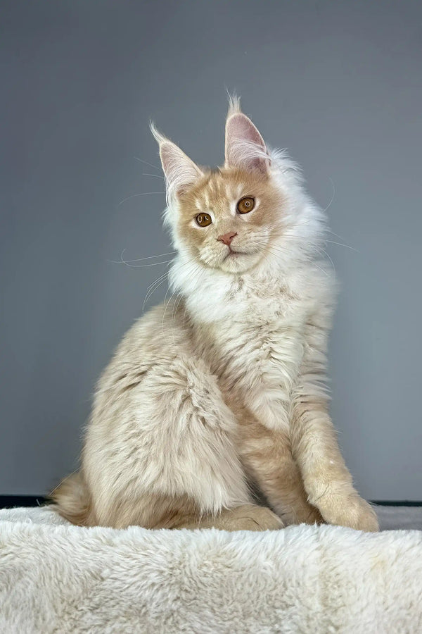 Cream-colored Maine Coon cat named Quade in a cute kitten pose